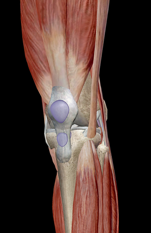 Knee cap clearance muscles